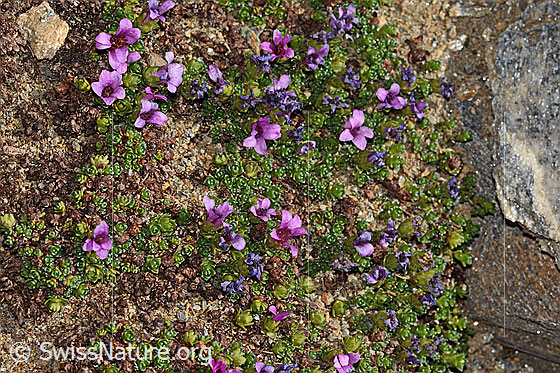 Photo: Saxifraga oppositifolia. Whole plant (habiti).
Lat.: Saxifraga oppositifolia
Family: Saxifragaceae
Genus: Saxifraga