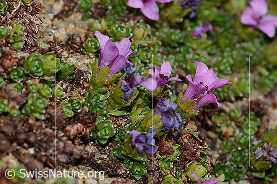 Photo: Saxifraga oppositifolia. Blossoms and calyxes. View from the side.