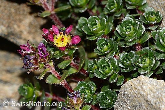 Foto: Zweiblütiger Steinbrech (Saxifraga biflora). Blüte und Blätter.