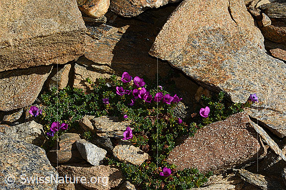 Photo: Saxifraga oppositifolia. Whole plant (habiti).