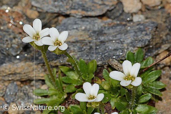 Foto: Mannsschild-Steinbrech (Saxifraga androsacea). Blüten und Stängel.