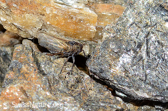 Foto: Wahrscheinlich Säbelspornzikade (Javesella dubia). Länge 4mm. Ansicht von der Seite.