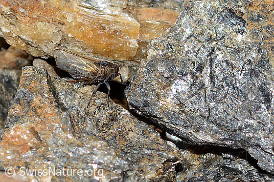 Foto: Wahrscheinlich Säbelspornzikade (Javesella dubia). Länge 4mm. Ansicht von der Seite.