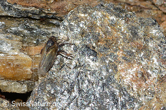 Foto: Wahrscheinlich Säbelspornzikade (Javesella dubia). Länge 4mm. Ansicht von oben.