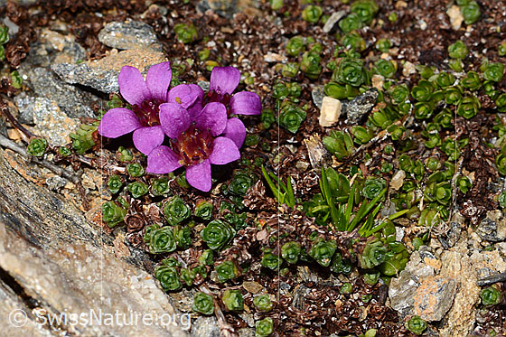 Photo: Saxifraga oppositifolia. Whole plant (habiti).