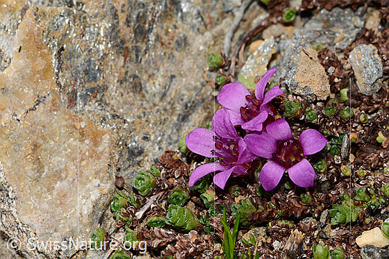 Photo: Saxifraga oppositifolia. Whole plant (habiti).