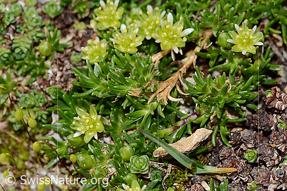 Foto: Zwerg-Miere (Minuartia sedoides). Blüten und Blätter. Minuartia sedoides
