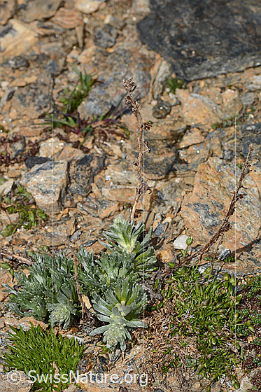 Foto: Ährige Edelraute (Artemisia genipi). GAnze Pflanze (Habitus). Höhe des letzjährigen Stängels = 7cm.