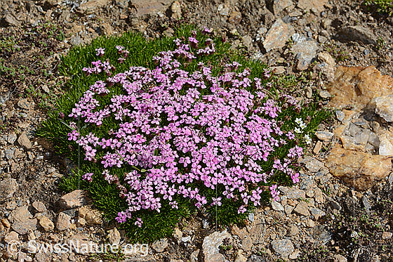 Photo: Silene acaulis. Whole plant (habiti).
