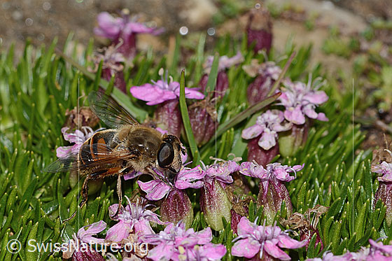 Foto: Mistbiene (Eristalis tenax) auf Kalk-Polsternelke (Silene acaulis). Ansicht von seitlich vorne.