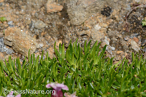 Foto: Kalk-Polsternelke (Silene acaulis). Blätter.