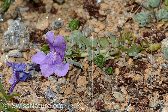 Foto: Alpen-Leinkraut (Linaria alpina). Länge: 3cm. Ganze Pflanze (Habitus).