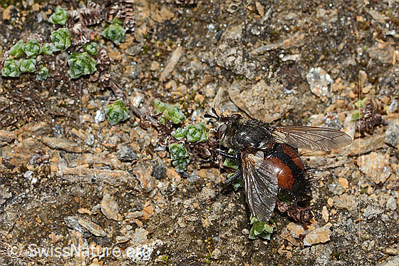Foto: Wahrscheinlich Peleteria prompta (Raupenfliege). Länge 15mm. Ansicht von schräg oben.