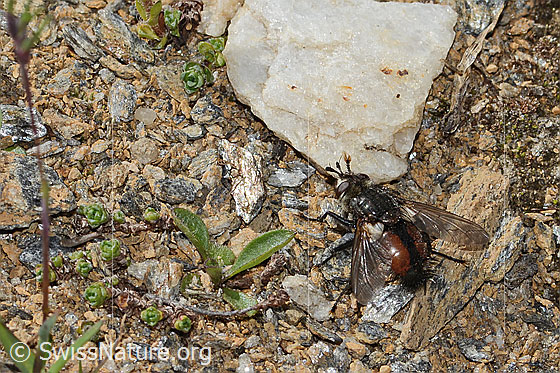 Foto: Wahrscheinlich Peleteria prompta (Raupenfliege). Länge 15mm. Ansicht von schräg oben.