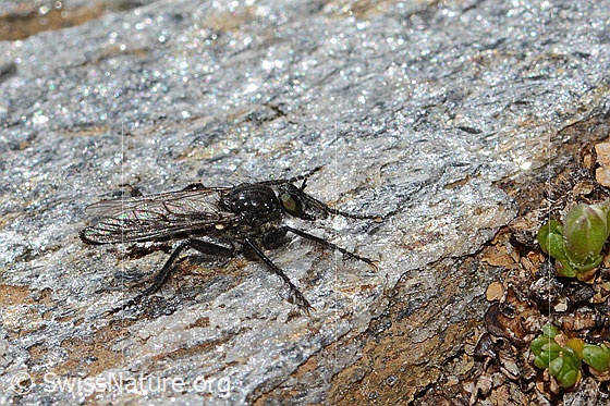 Foto: Kleine Makelfliege (Cyrtopogon lateralis). Länge 10mm. Weibchen. Ansicht von seitlich oben.