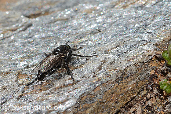 Foto: Kleine Makelfliege (Cyrtopogon lateralis). Länge 10mm. Weibchen. Ansicht von hinten oben.