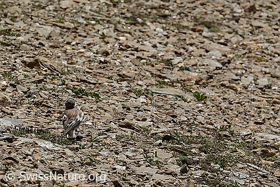 Photo: Montifringilla nivalis. View from behind.