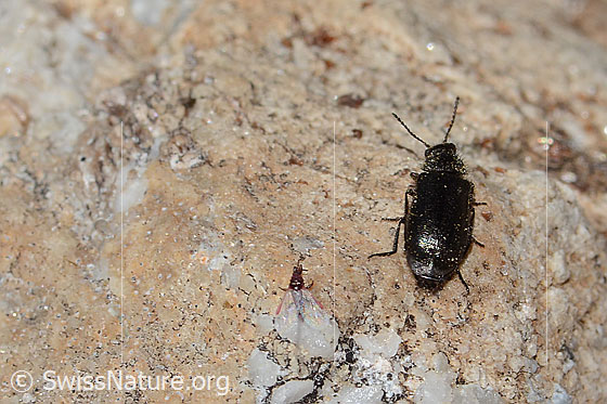Foto: Dasytes obscurus (Wollhaarkäfer). Länge 5mm. Ansicht von hinten oben.