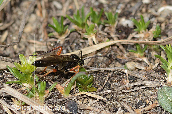 Foto: Wahrscheinlich Schwarze Schlupfwespe (Pimpla rufipes) auf Zwerg-Miere (Minuartia sedoides). Länge 11mm. Männchen. Ansicht von der Seite.