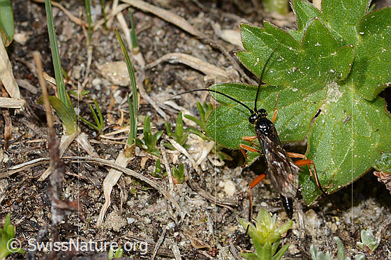 Foto: Wahrscheinlich Schwarze Schlupfwespe (Pimpla rufipes). Länge 11mm. Männchen. Ansicht von oben.