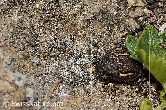 Foto: Odontoscelis fuliginosa (Schildwanze). Länge 8mm. Ansicht von schräg oben.