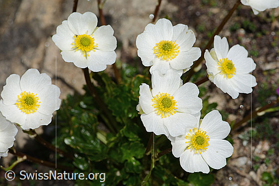 Photo: Ranunculus alpestris. Blossoms.