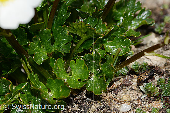 Photo: Ranunculus alpestris. Leaves. Leaf top.