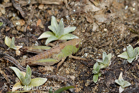 Foto: Verkannter Grashüpfer (Chorthippus mollis). Länge 13mm. Nymphenstadium 3. Ansicht von seitlich oben.