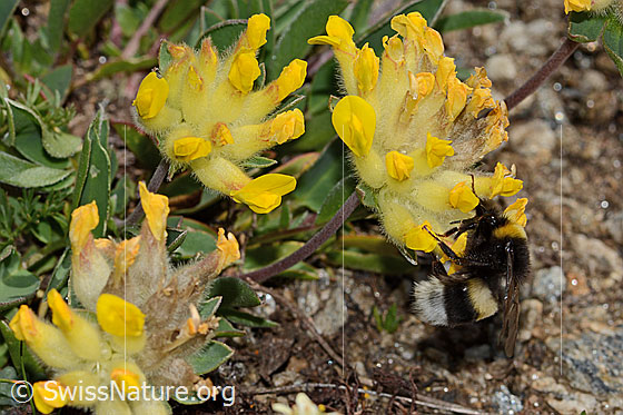 Photo: Bombus cryptarum on Anthyllis vulneraria ssp. alpestris. Length 16mm. View from the side.