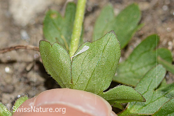 Foto: Berg-Hahnenfuss (Ranunculus montanus). Blattunterseite.