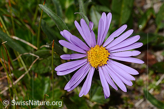 Foto: Alpen-Aster (Aster alpinus). Blüte. Durchmesser: 3cm.