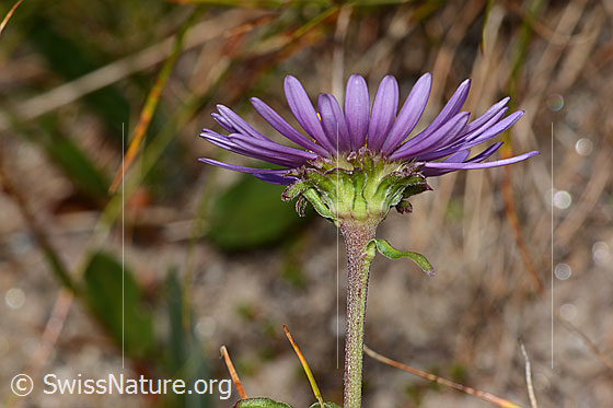 Foto: Alpen-Aster (Aster alpinus). Blüte, Kelch und Stängel.
