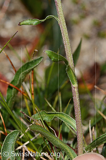 Foto: Alpen-Aster (Aster alpinus). Stängel und Stängelblätter.