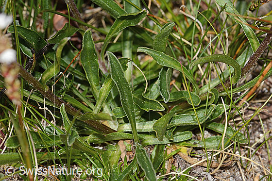 Foto: Alpen-Aster (Aster alpinus). Blätter.
