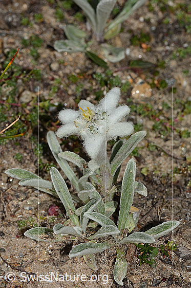 Photo: Leontopodium alpinum. Height: 3cm. Whole plant (habiti).