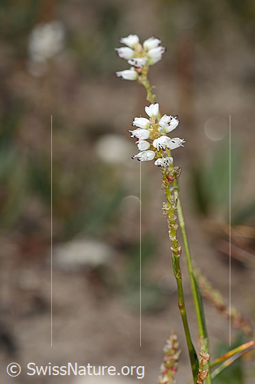 Foto: Knöllchen-Knöterich (Polygonum viviparum). Blüten und Stängel. Höhe: 12.5cm.