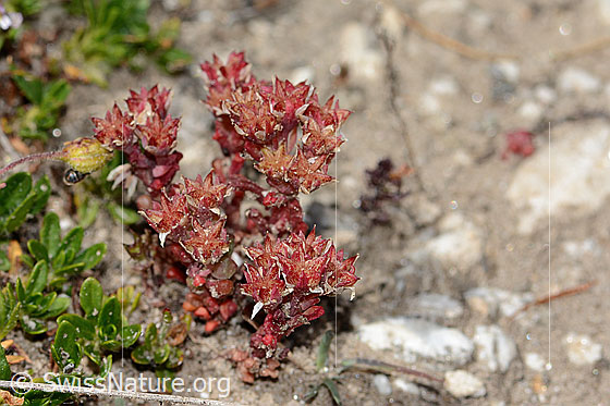 Foto: Dunkler Mauerpfeffer (Sedum atratum). Ganze Pflanze (Habitus).