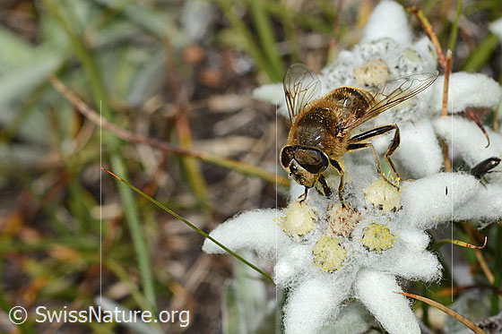 Foto: Mistbiene (Eristalis tenax) auf Edelweiss (Leontopodium alpinum). Ansicht von seitlich vorne oben.