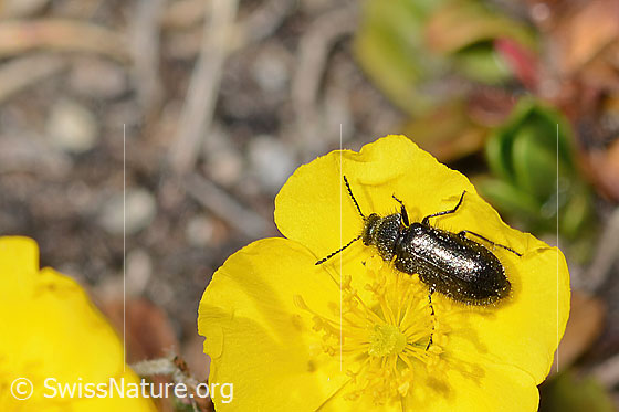 Foto: Dasytes obscurus (Wollhaarkäfer) auf Alpen-Sonnenröschen (Helianthemum alpestre). Länge 5mm. Ansicht von oben.