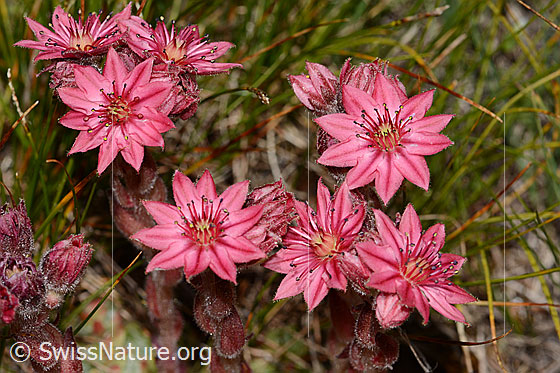Foto: Spinnweb-Hauswurz (Sempervivum arachnoideum). Blüten.