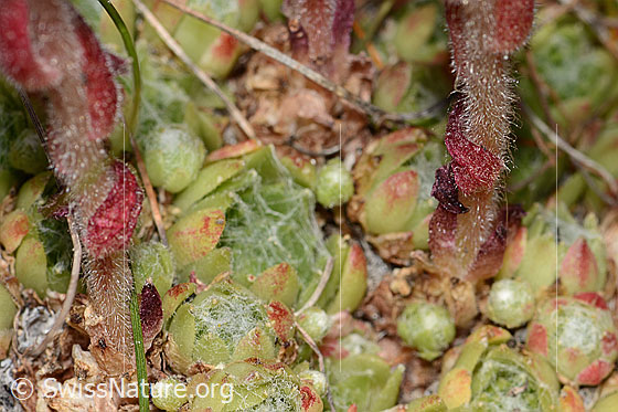 Foto: Spinnweb-Hauswurz (Sempervivum arachnoideum). Stängel und Blattrosetten.