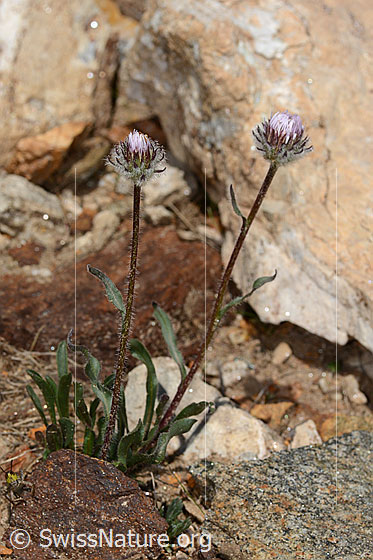 Foto: Einköpfiges Berufkraut (Erigeron uniflorus). Ganze Pflanze (Habitus). Höhe: 10cm.