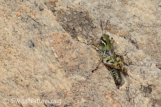 Photo: Bohemanella frigida. Length 18mm. Nymph stage 5. View from the side above.