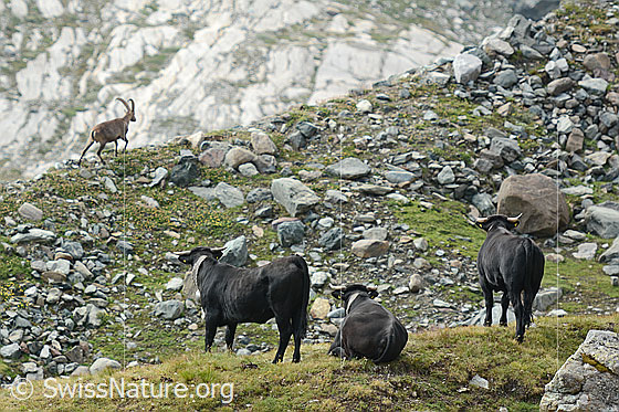 Foto: Drei Eringerkühe beobachten Steinbock (Capra ibex).