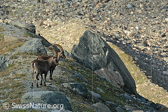 Foto: Zwei Alpensteinböcke (Capra ibex). 