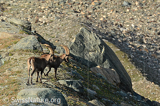 Foto: Zwei Alpensteinböcke (Capra ibex).