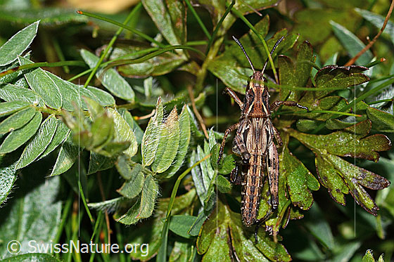 Photo: Gomphocerus sibiricus. Length 25mm. Nymph stage 4. Female. View from above.