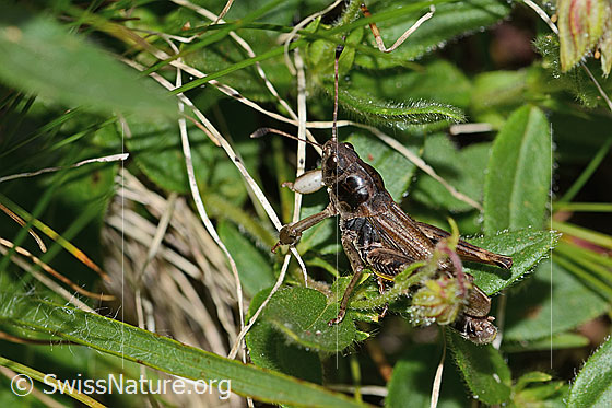 Photo: Gomphocerus sibiricus. Length 20mm. Male. View from the side.
