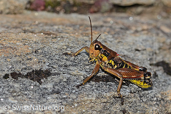 Photo: Podisma pedestris. Length 18mm. Male. View from the side.