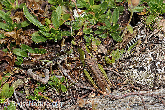 Photo: Gomphocerus sibiricus. Links male. Rechts zwei female.